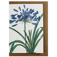 Growing Paper Agapanthus Greeting Card